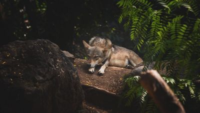 Ανάβρα Μαγνησίας: Κραυγή απόγνωσης από τους κτηνοτρόφους λόγω επιδρομής λύκων