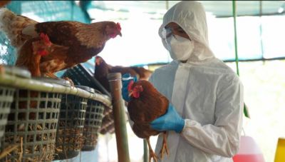 Γρίπη των πτηνών: Φόβοι για εξάπλωση στη χώρα μας-«Έφτασε» στα Βαλκάνια