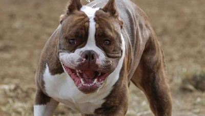 Λούτσα: Πιτ μπουλ επιτέθηκε σε 11χρονο - Του τρύπησε το κρανίο με τα δόντια
