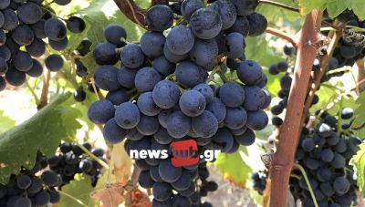 Δύσκολος ο φετινός τρύγος στην Κρήτη: Μικρή παραγωγή, κακές τιμές και καλλιεργητικά έξοδα στα ύψη