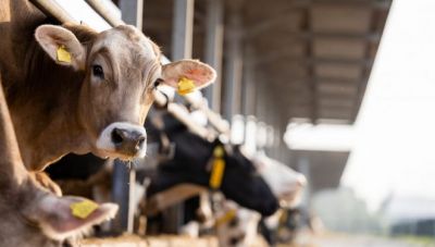 Γρίπη των πτηνών: Ο ιός εντοπίστηκε σε αγελαδινό γάλα μολυσμένων ζώων