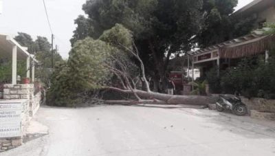 Ηράκλειο: Οι ισχυροί άνεμοι ξερίζωσαν δέντρο