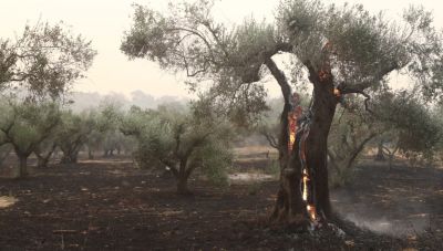 Χανιά: Φωτιά ξέσπασε και στο Βουλγάρω Κισάμου