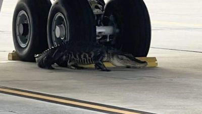 Απίστευτο περιστατικό στη Φλόριντα: Αλιγάτορας στρογγυλοκάθισε μπροστά από ρόδες αεροσκάφους