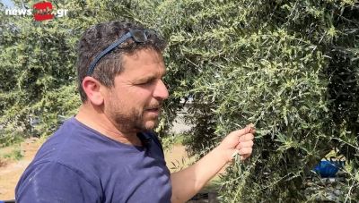Μ. Καμπιτάκης στο newshub.gr: Αν συνεχίσει έτσι ο καιρός θα έχουμε σοβαρό πρόβλημα στην ελαιοπαραγωγή (Βίντεο)