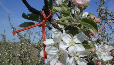 60 εκατ. ευρώ στο πρόγραμμα «Κομφούζιο» - Προστίθενται νέες καλλιέργειες και εντομολογικοί στόχοι