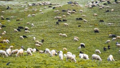 Πανώλη αιγοπροβάτων - Κρήτη: «Φρέναρε» η κατανάλωση αρνιού - Πρόβλημα επάρκειας