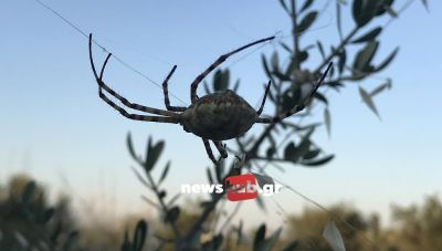 Λοβωτή Αργιόπη: Μια από τις μεγαλύτερες αλλά ακίνδυνες αράχνες που συναντάμε στην Κρήτη