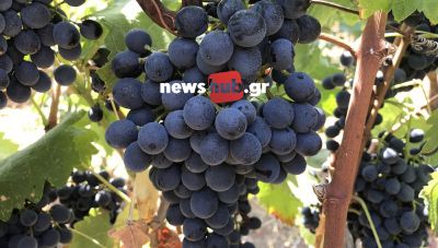 Μ. Σταυρακάκης για κλιματική αλλαγή και κρητικό αμπελώνα-Πρωτοβουλίες για να μην επαναληφθεί το αρνητικό παράδειγμα της φυλλοξήρας