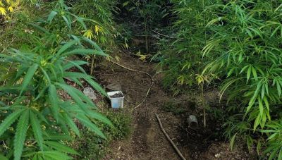 Θεσσαλονίκη: Συνελήφθη 31χρονος για καλλιέργεια δενδρυλλίων κάνναβης