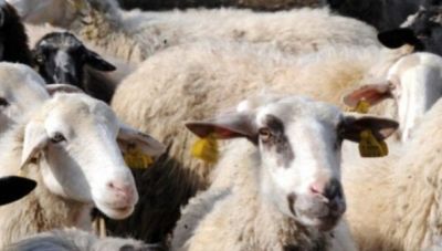 Ο Δήμος Σητείας για την πανώλη στα αιγοπρόβατα