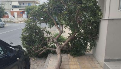Ηράκλειο: Νέα πτώση δέντρου σε κεντρική οδό