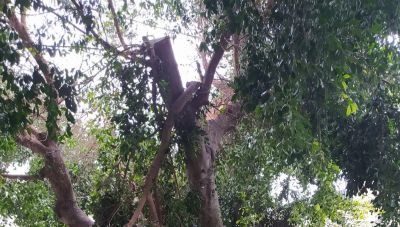 Ηράκλειο: Τι απαντάει ο Δήμος στη μήνυση για τις κοπές δέντρων  (ΒΙΝΤΕΟ)