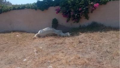 Αδιανόητη φρίκη στη Σαντορίνη: Έδεσαν άλογο και το άφησαν να πεθάνει από τη δίψα