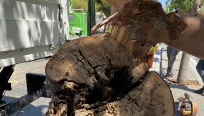 Ηράκλειο: Ένα νέο δέντρο θα φυτευτεί έξω από το Εργατικό Κέντρο - Οι αντιδράσεις (ΒΙΝΤΕΟ)