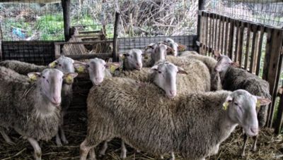 Επτά εστίες ευλογιάς στον Έβρο – Συνεχίζονται οι αυστηροί έλεγχοι