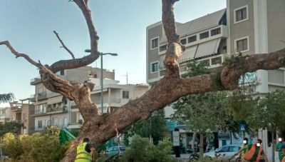 Ηράκλειο: Νέα μήνυση στον Δήμο από 15 πολίτες για τις νέες κοπές πεύκων