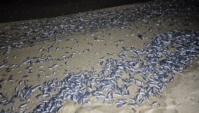 Εισαγγελική παρέμβαση για τα χιλιάδες νεκρά ψάρια στον Παγασητικό