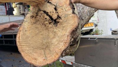 Ηράκλειο: Κατατέθηκαν νέα ασφαλιστικά μέτρα για τα δέντρα - Σημερα η εκδίκαση τους (Φωτο)