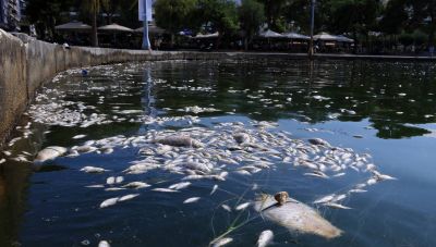 Βόλος: Στη δικαιοσύνη θα προσφύγει η Ένωση Ξενοδόχων για το πρόβλημα με τα νεκρά ψάρια