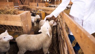 Οι κτηνιατροι στην Κρήτη είναι σε οριακή κατάσταση - Απαιτούνται 50 γιατροί ακόμη! (Βίντεο)