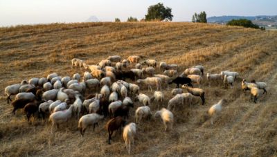 Κρήτη - Πανώλη αιγοπροβάτων: Κλειστά τα σφαγεία μέχρι τις 11 Αυγούστου