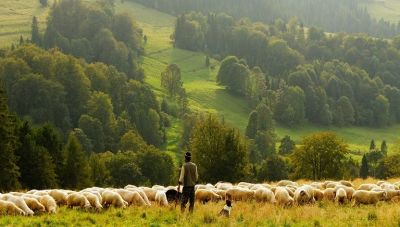 Ηράκλειο: Νέα σύσκεψη για την πανώλη των αιγοπροβάτων παρουσία και κτηνοτρόφων της Κρήτης