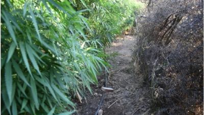 Ηράκλειο: Εντοπίστηκαν 5 φυτείες με 248 δενδρύλλια κάνναβης - 1.820 σε όλη την Κρήτη την τελευταία βδομάδα