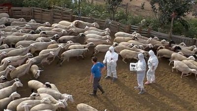 Κρήτη: Χωρίς κρούσμα πανώλης οι έλεγχοι -  Στ. Αρναουτάκης: «Δεν εφησυχάζουμε. Συνεχίζουμε» (Φωτο + Βίντεο)