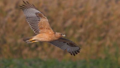 ΑΔΜΗΕ: Πρωτοβουλία για την προστασία του σπιζαετού στη Νότια Εύβοια