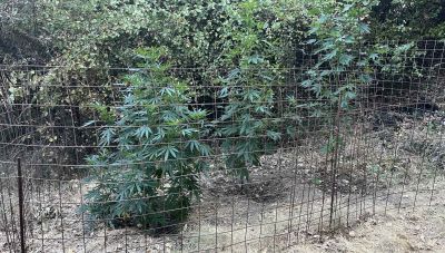 Μυλοπόταμος: Εντοπίστηκαν 9 φυτείες και 58 δενδρύλλια κάνναβης - Ψάχνουν τους δράστες
