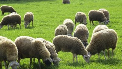 ΓΕΩΤΕΕ: Τα μνημόνια υποβάθμισαν την κτηνιατρική – αποζημιώσεις κτηνοτρόφων στην εμπορική αξία