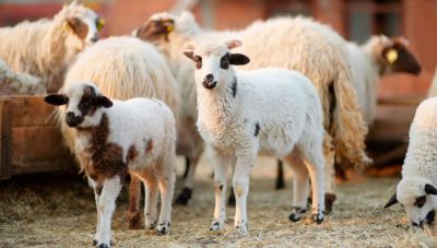 Πανώλη αιγοπροβάτων: Σε «αναβρασμό» η αγορά – Οι πρώτες ανατιμήσεις έκαναν την εμφάνισή τους