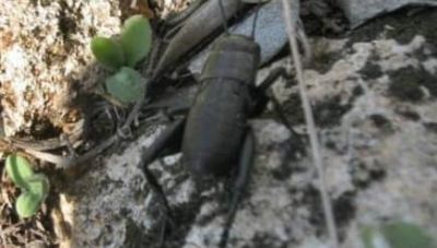 Οι τρωξαλλίδες και οι λαϊκές Παραδοσεις στην Κρήτη