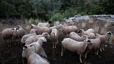 Μαγνησία: Δύο νέα κρούσματα ευλογιάς  – Προς θανάτωση 800 ζώα