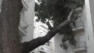 Θεσσαλονίκη: Τεράστιο πεύκο έπεσε σε μπαλκόνια πολυκατοικίας