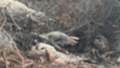 Μαγνησία: Κατεπείγουσα προκαταρκτική εξέταση για τα νεκρά πρόβατα που πέταξαν σε χείμαρρο