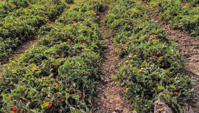 Σε οριακή κατάσταση η νότια Κρήτη λόγω της συνεχιζόμενης ανομβρίας παρά την πρόσφατη κακοκαιρία