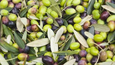 Ελαιόλαδο: H κρίση που δείχνει να ξεπερνά και η επόμενη μέρα για τις ελαιοπαραγωγές χώρες