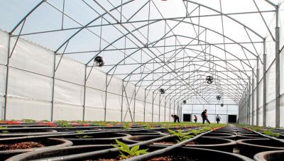 Οι θερμοκηπιακές καλλιέργειες αντιμετωπίζουν κλιματική κρίση και υψηλό κόστος παραγωγής