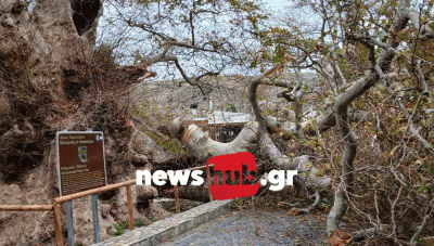 Έσπασε κι έπεσε στο δρόμο μεγάλο κλαδί από το Γερο-πλάτανο στο Κράσι-Από τύχη δεν είχαμε τραυματισμούς (Φωτο)