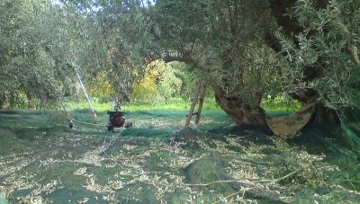 Μεσαρά: Κατήγγειλε τον πατέρα του ότι ράβδισε τις ελιές του!