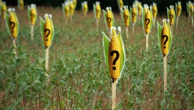 Η Greenpeace για τα μεταλλαγμένα φυτά: Πρόβλημα και όχι λύση για τους αγρότες και τη γεωργία