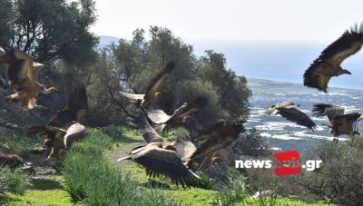 Μετράμε πάνω από 1000 όρνια στην Κρήτη αλλά το είδος τους παραμένει τρωτό (ΦΩΤΟ)