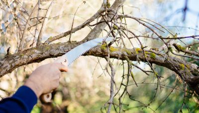 Εργασίες κλαδέματος από τον Δήμο Χανίων