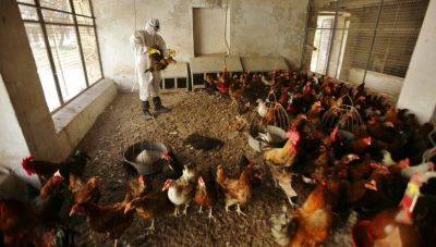 ΗΠΑ: Επιβεβαιώθηκαν 4 νέα κρούσματα της γρίπης των πτηνών σε ανθρώπους