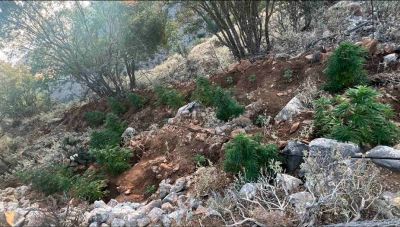 Μυλοπόταμος: Συντονισμένη αστυνομική επιχείρηση αποκάλυψε 7 φυτείες κάνναβης (φωτο)