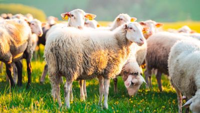 Πανώλη αιγοπροβάτων: Ποια είναι τα επόμενα βήματα που θα «φρενάρουν» την εξάπλωση του ιού