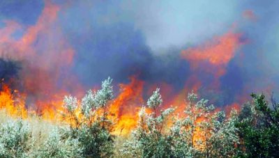 Φωτιά στην περιοχή Συκάμινο Ωρωπού – Μήνυμα του 112