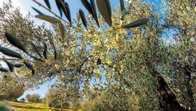 Ομάδα απλήρωτων ελαιοπαραγωγών: Κάλεσμα για συγκέντρωση στην κεντρική πλατεία Σητείας